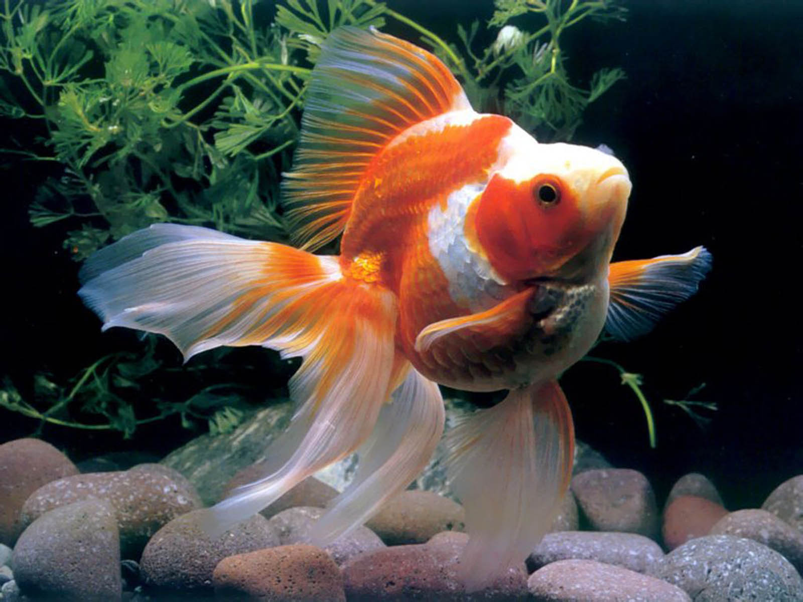 Download 78 Download Gambar Wallpaper Ikan Bergerak - Beautiful Fishes In Water , HD Wallpaper & Backgrounds