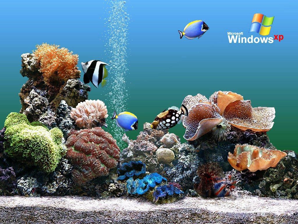 Wallpaper Ikan Bergerak - Aquarium Wallpaper Free Download , HD Wallpaper & Backgrounds
