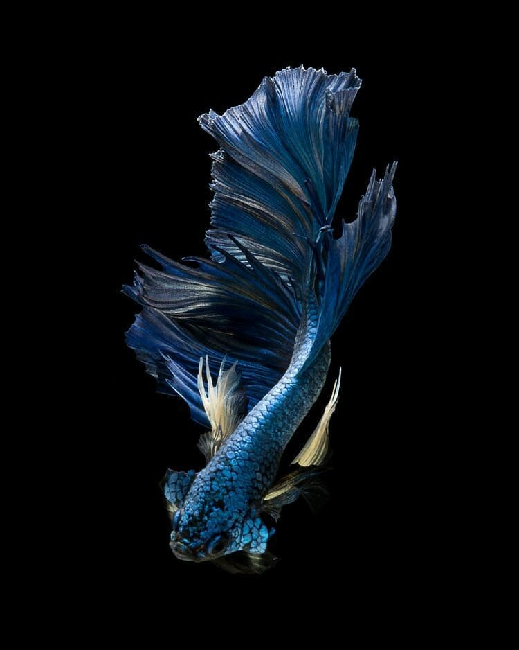 Unduh 74 Download Gambar Bergerak Ikan Hias Hd Terbaru - Siamese Fighting Fish Blue Betta Fish , HD Wallpaper & Backgrounds