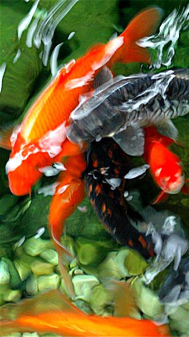 Unduh 9800 Koleksi Download Gambar Ikan Koi Bergerak - Koi Fish Wallpaper Hd Iphone , HD Wallpaper & Backgrounds