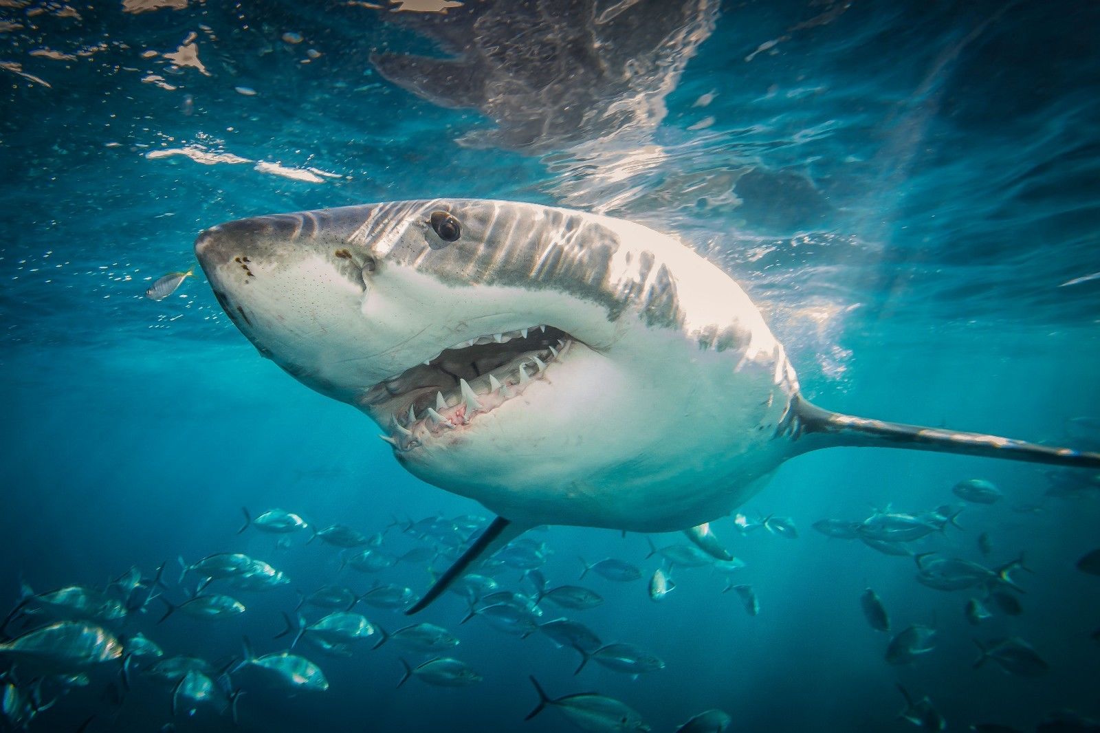 Penasaran Gimana Cara Ikan Tidur Ini Penjelasannya - Shark Attack , HD Wallpaper & Backgrounds