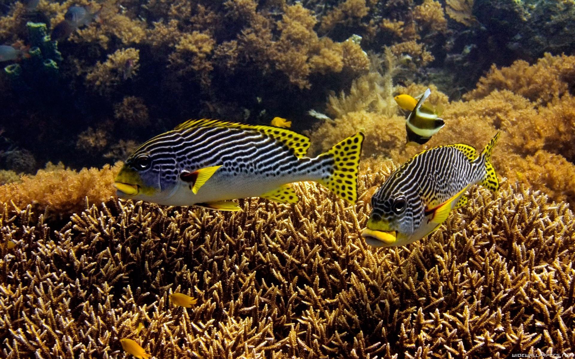 Hewan Laut Bawah Air Laut Ikan Gratis Desktop - Ocean Fish Desktop Wallpaper Underwater , HD Wallpaper & Backgrounds