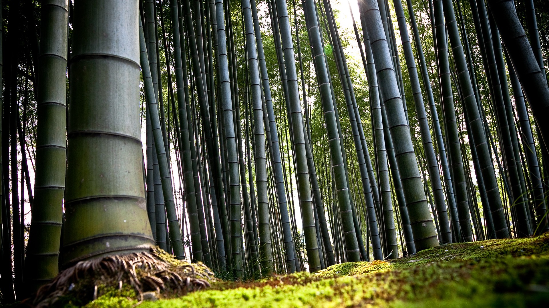 Fantastic High Resolution Wallpaper Hd Wallpapers - Story Of The Chinese Bamboo , HD Wallpaper & Backgrounds