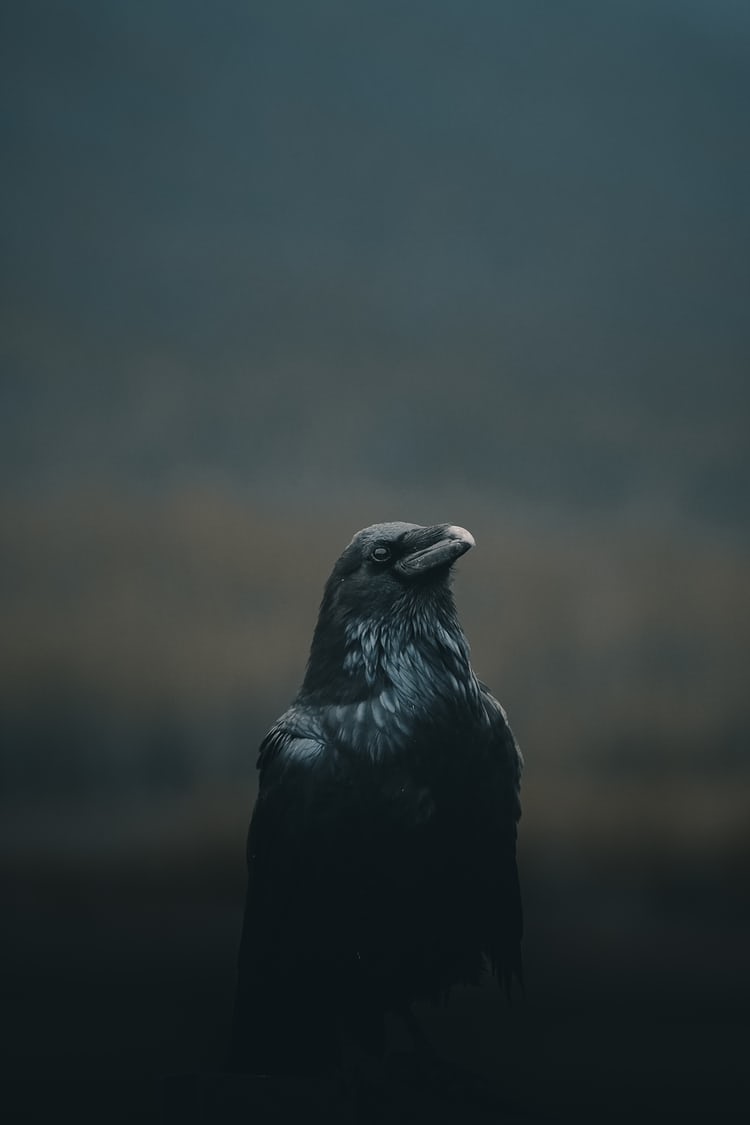 Black, Raven, Raven, Sky, Crow-like Bird, Bird, Iphone - Crow Wallpaper Phone , HD Wallpaper & Backgrounds