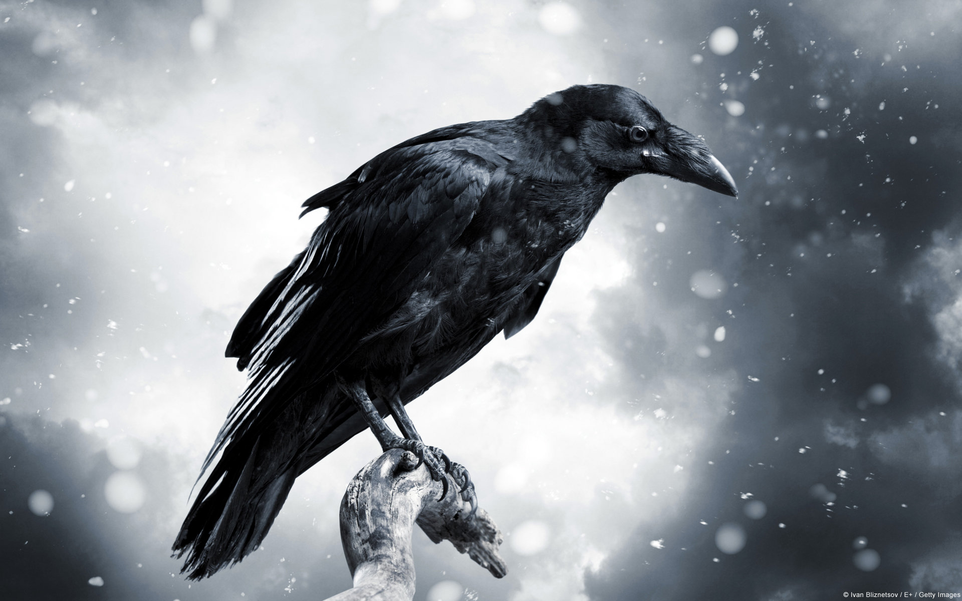 Free Download Raven Wallpaper Id - Crow Hd , HD Wallpaper & Backgrounds