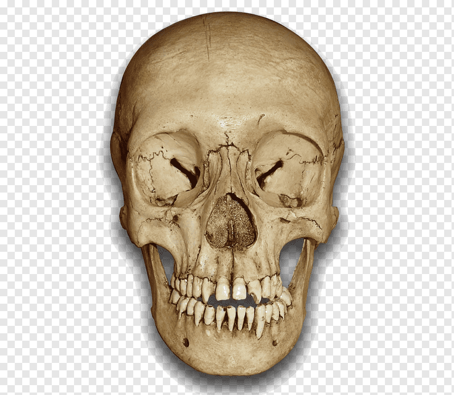 Tengkorak, Tengkorak, Kepala, Wallpaper Desktop, Tulang - Front Of Skull Transparent , HD Wallpaper & Backgrounds