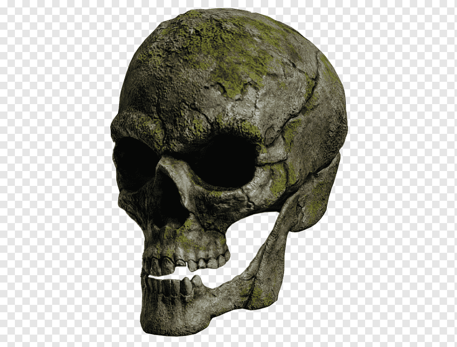 Skull , HD Wallpaper & Backgrounds