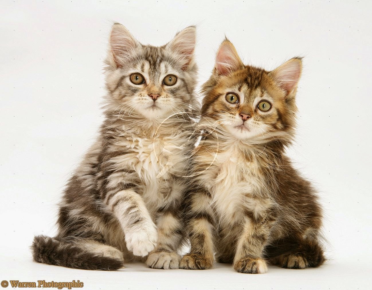 Wallpaper Kucing Anggora Persia Bergerak - Tabby Maine Coon Kittens , HD Wallpaper & Backgrounds