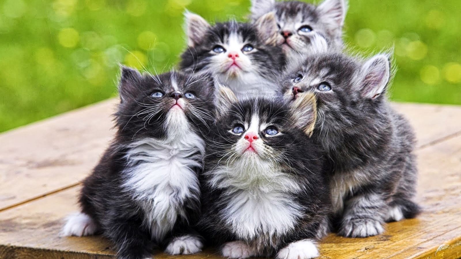 Gambar Kucing Lucu Wallpaper Keren - Beautiful Wallpapers Of Cats , HD Wallpaper & Backgrounds