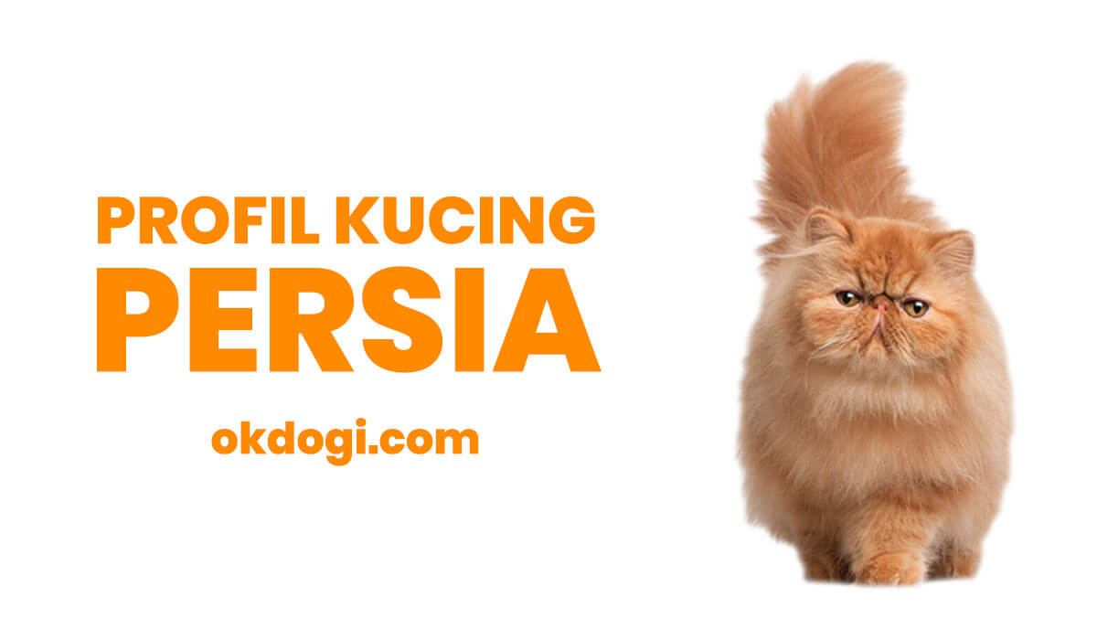 Wallpaper Kucing Anggora Persia Bergerak - Domestic Long-haired Cat , HD Wallpaper & Backgrounds