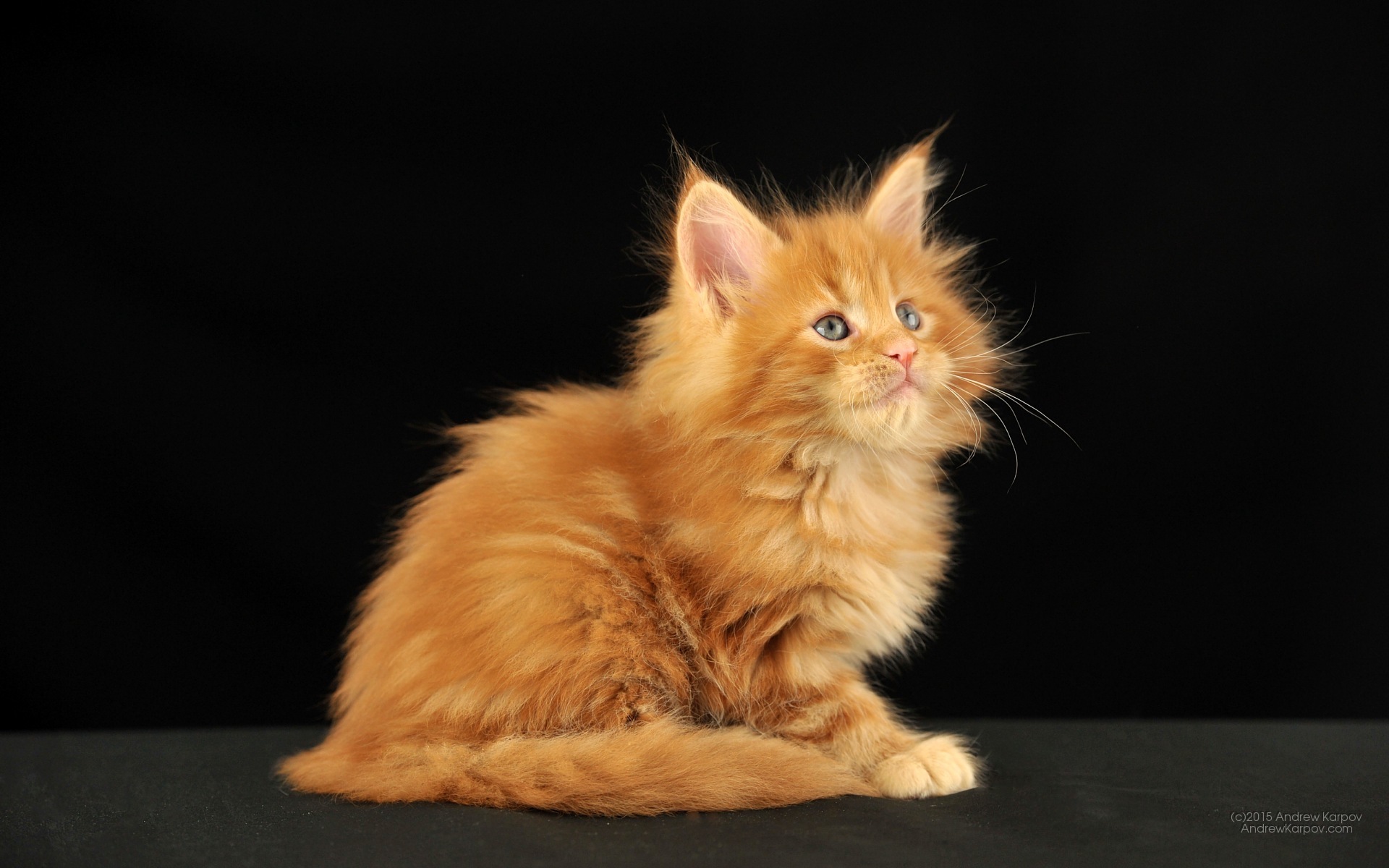 Wallpaper Ponsel Hd - Gatto Maine Coon Arancione , HD Wallpaper & Backgrounds