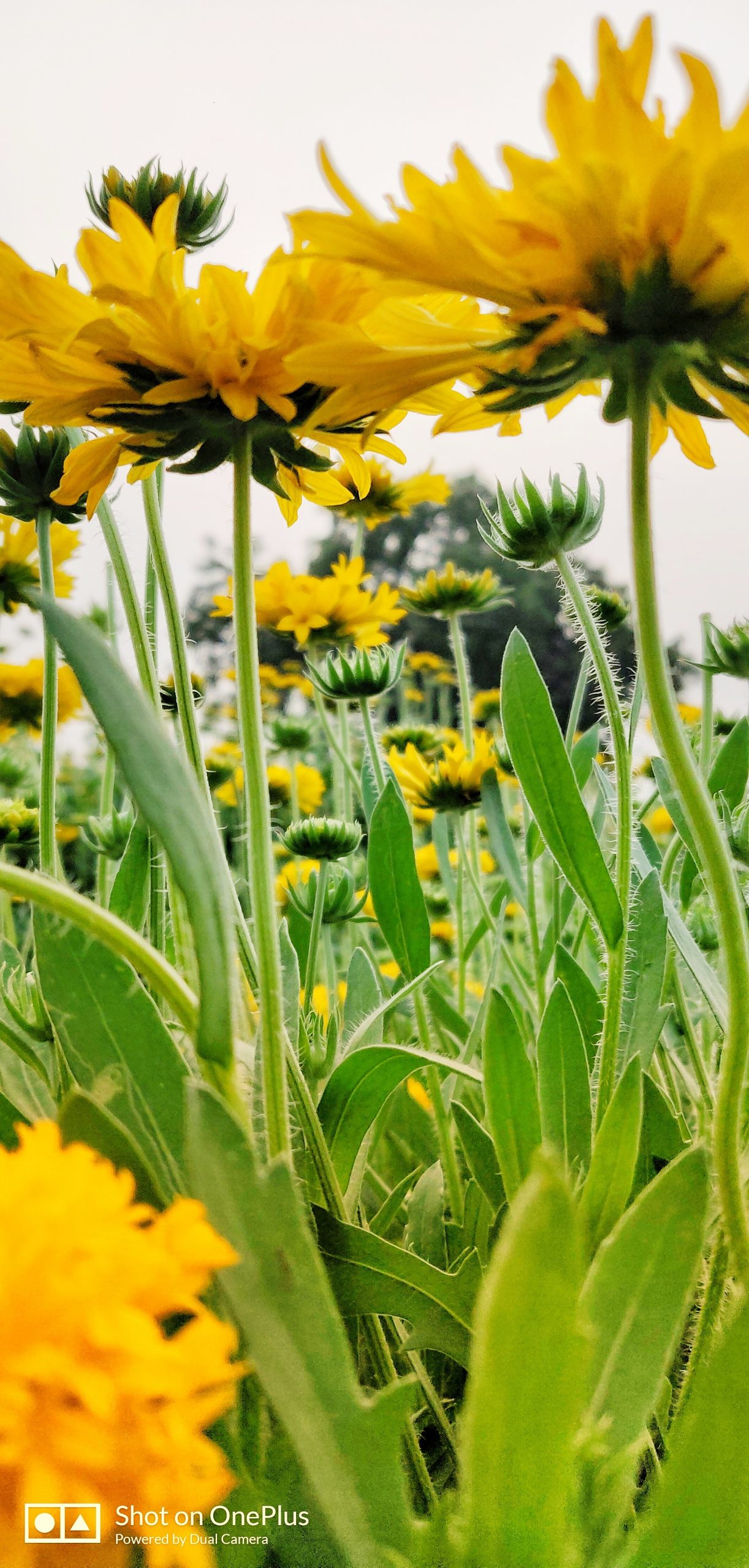 Sunflower Field Wallpaper - Sunflower , HD Wallpaper & Backgrounds