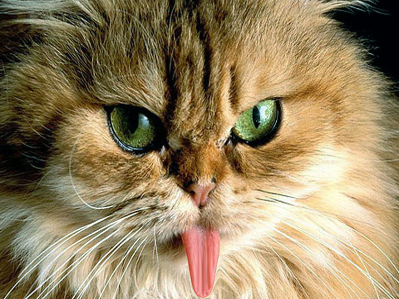 Free Download Wallpapers Download Funny Cats Wallpapers - Funny Cat Images Download , HD Wallpaper & Backgrounds