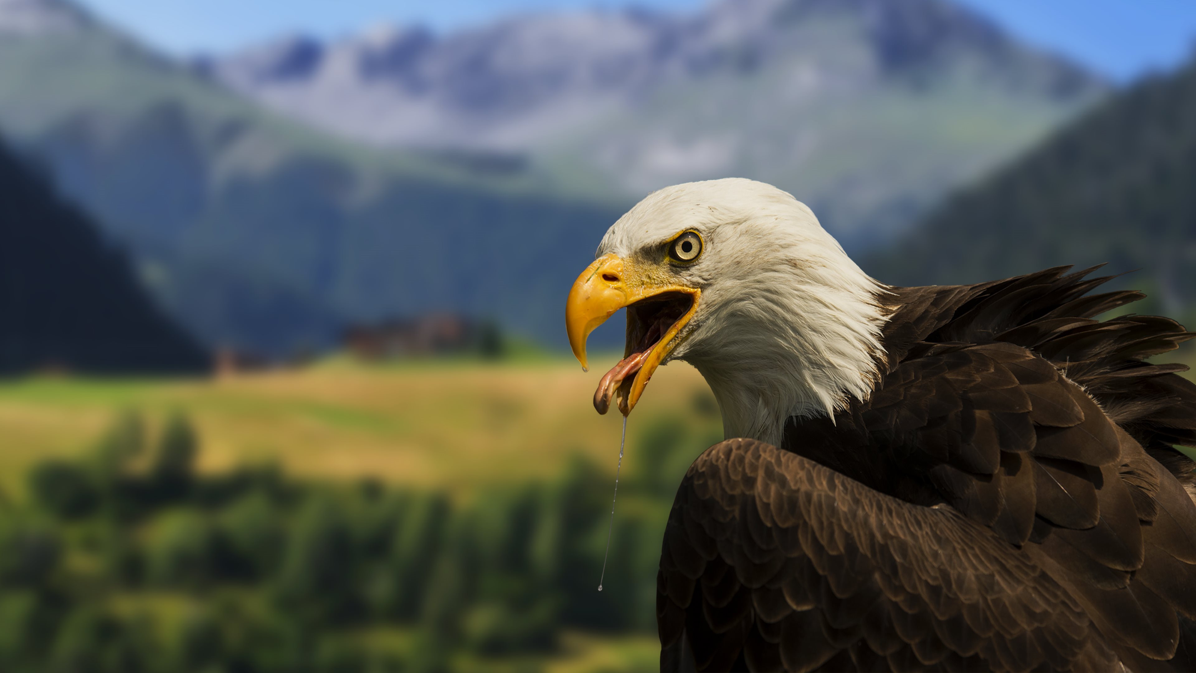 Bald Eagle 4k Wallpaper Full 1080p Ultra Hd Wallpapers - 1080p Full Hd 4k , HD Wallpaper & Backgrounds