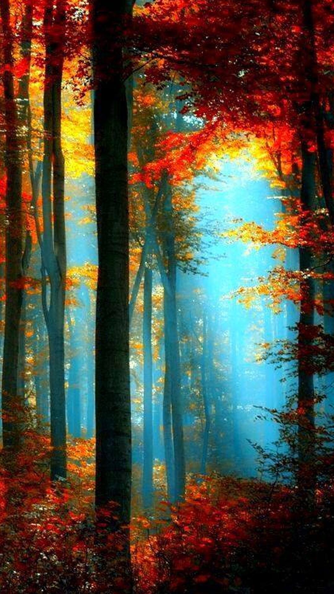 Forest Beauty Of The Earth , HD Wallpaper & Backgrounds