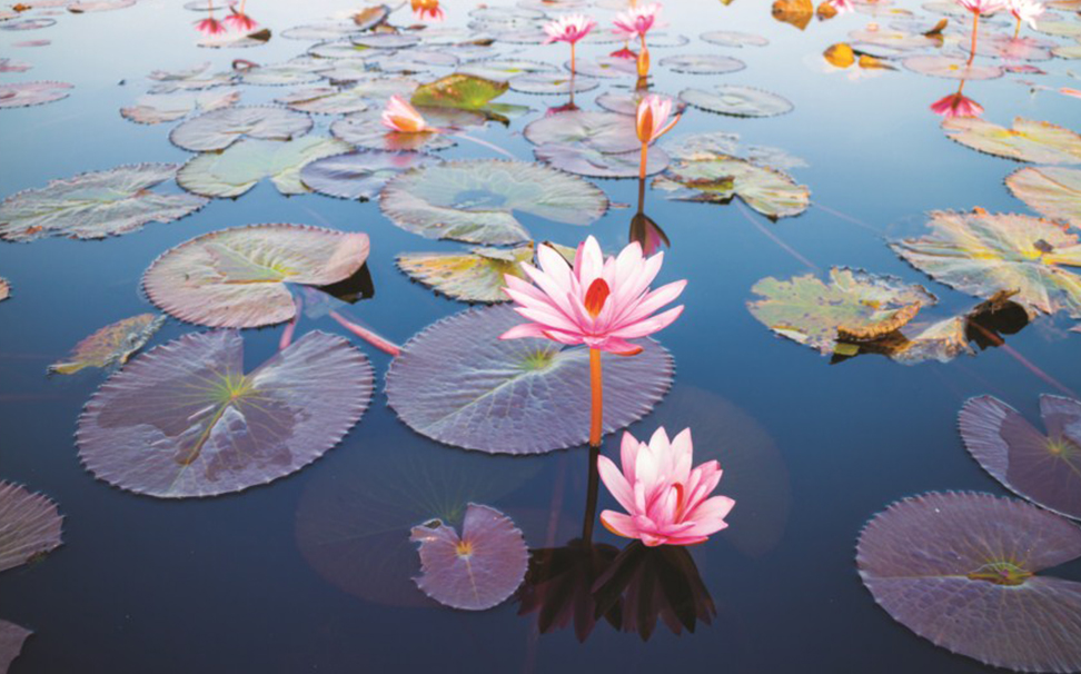 Lotus, The National Flower Of India Symbolizes Purity - Beautiful Lotus , HD Wallpaper & Backgrounds