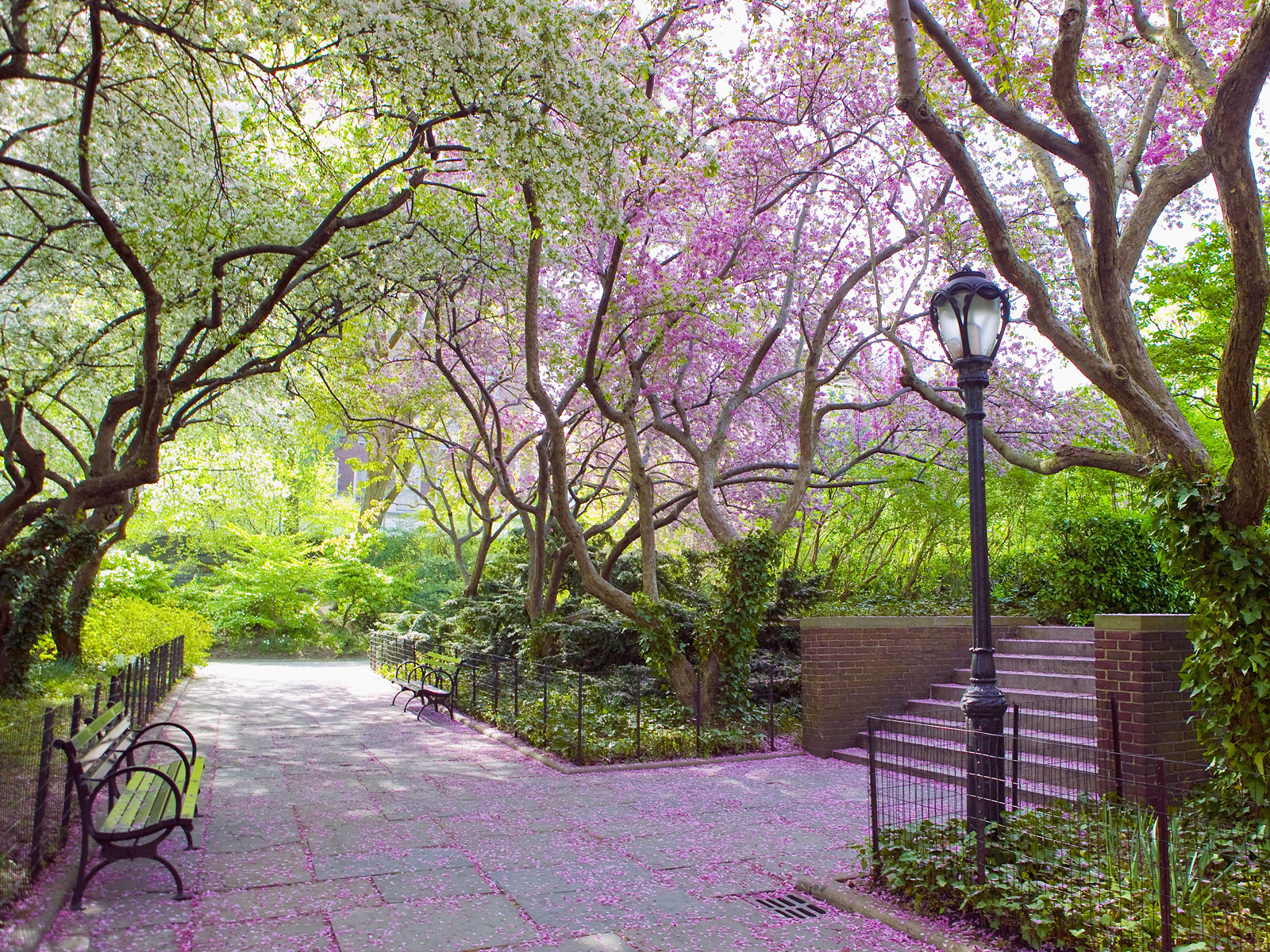 New York Central Park Spring , HD Wallpaper & Backgrounds