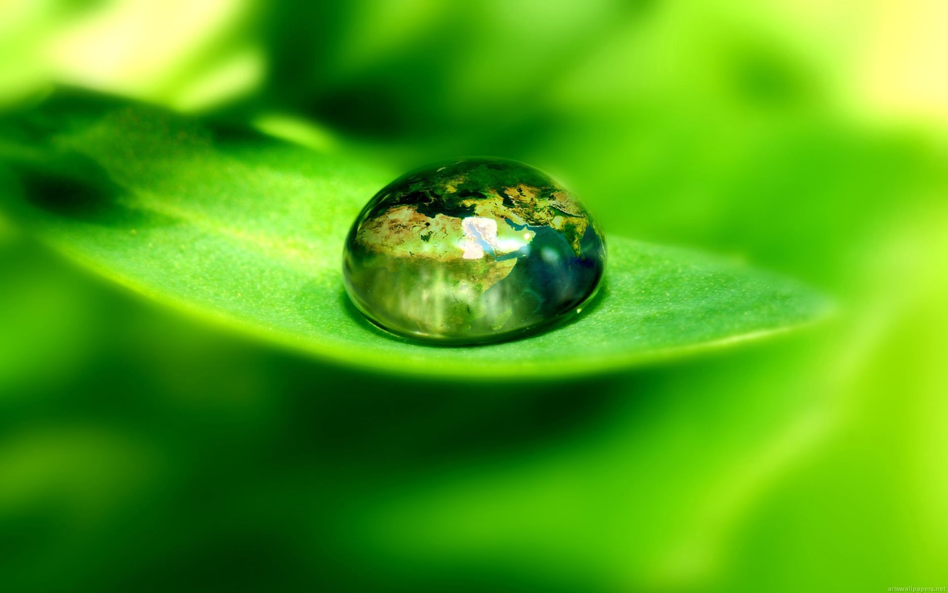 Drop Of Water On Leaf , HD Wallpaper & Backgrounds