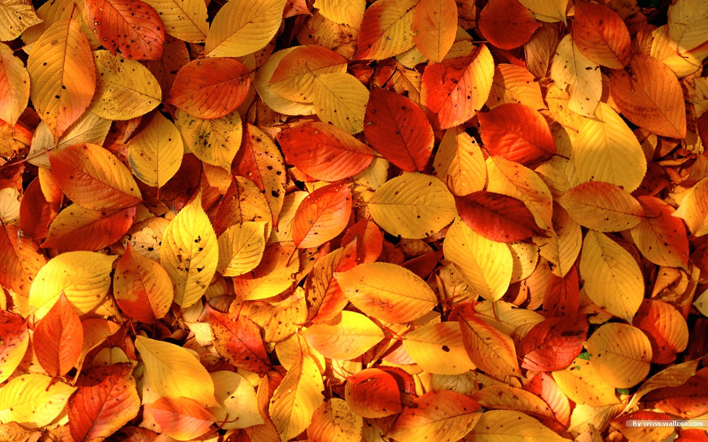 Fall Desktop Wallpaper Widescreen , HD Wallpaper & Backgrounds