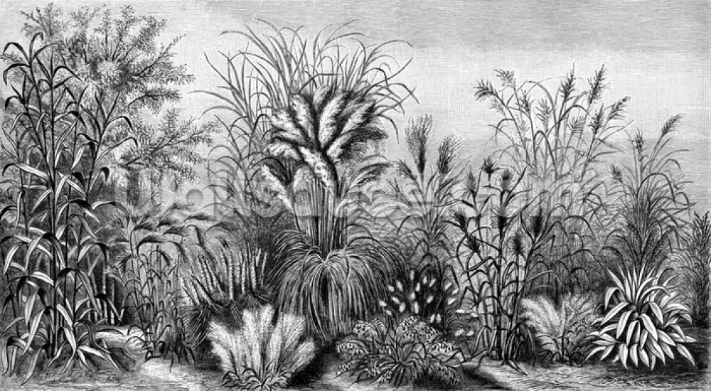 Antique Tropical Foliage Mural Wallpaper - Wood Engraving , HD Wallpaper & Backgrounds