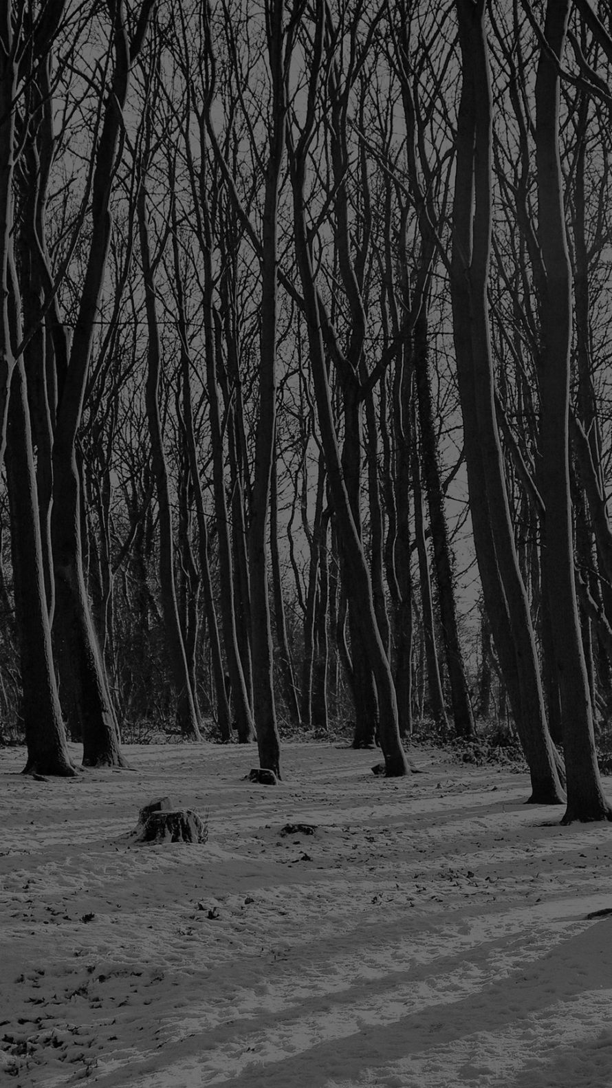 Black And White Forest Wallpaper Hd , HD Wallpaper & Backgrounds