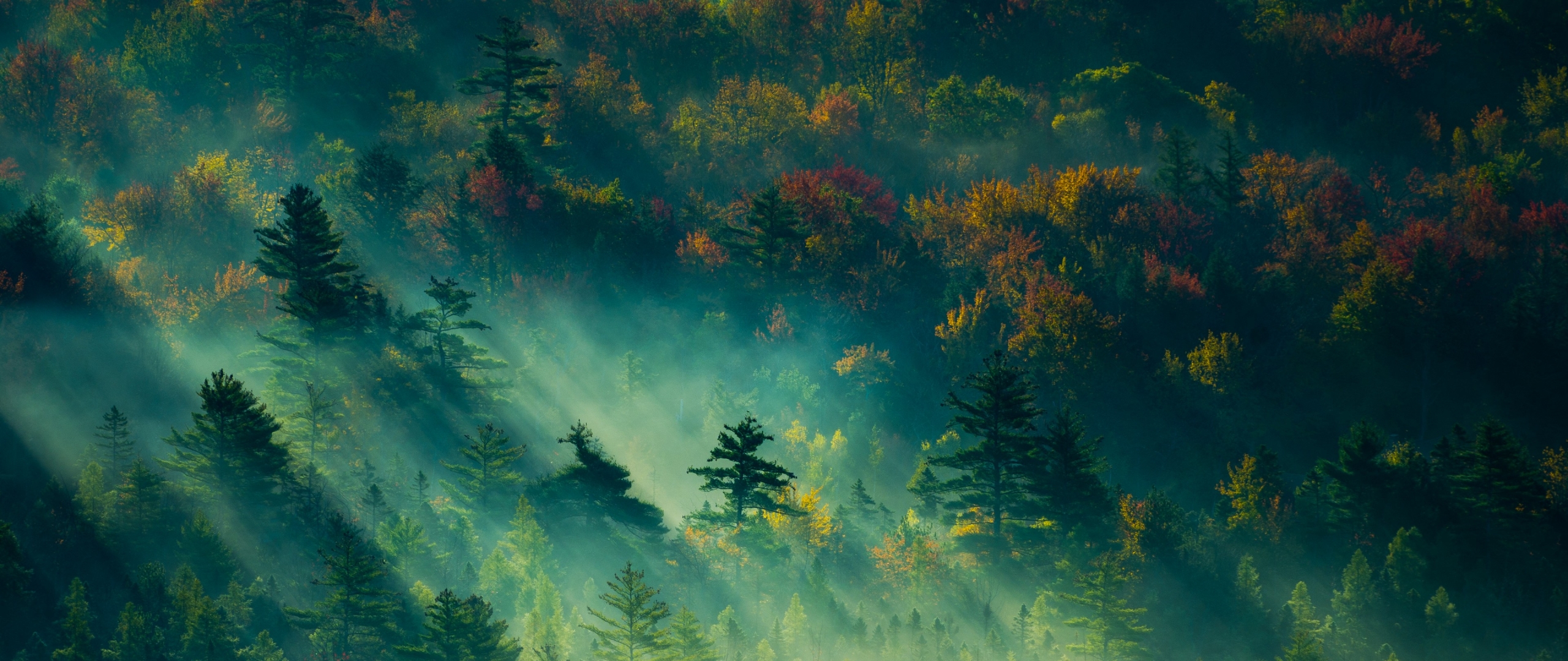 Landscape Forest Digital Painting , HD Wallpaper & Backgrounds