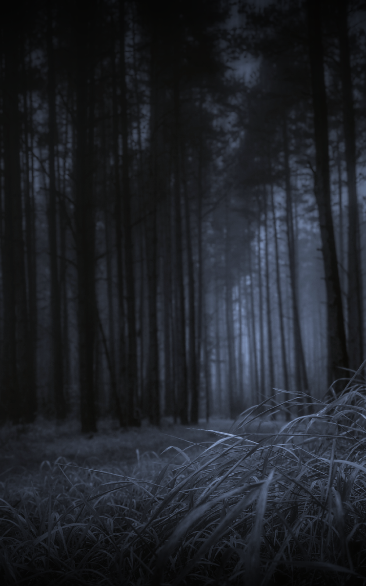 Forest, Dark Theme, Grass, Trees - Spruce-fir Forest , HD Wallpaper & Backgrounds