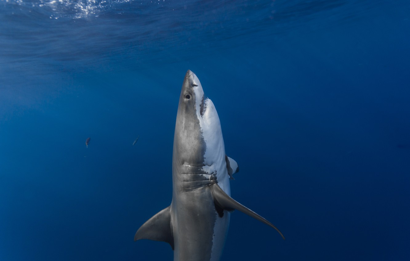 Photo Wallpaper Surface, Predator, Shark, Ambush, Vertical, - Great White Shark Vertical , HD Wallpaper & Backgrounds