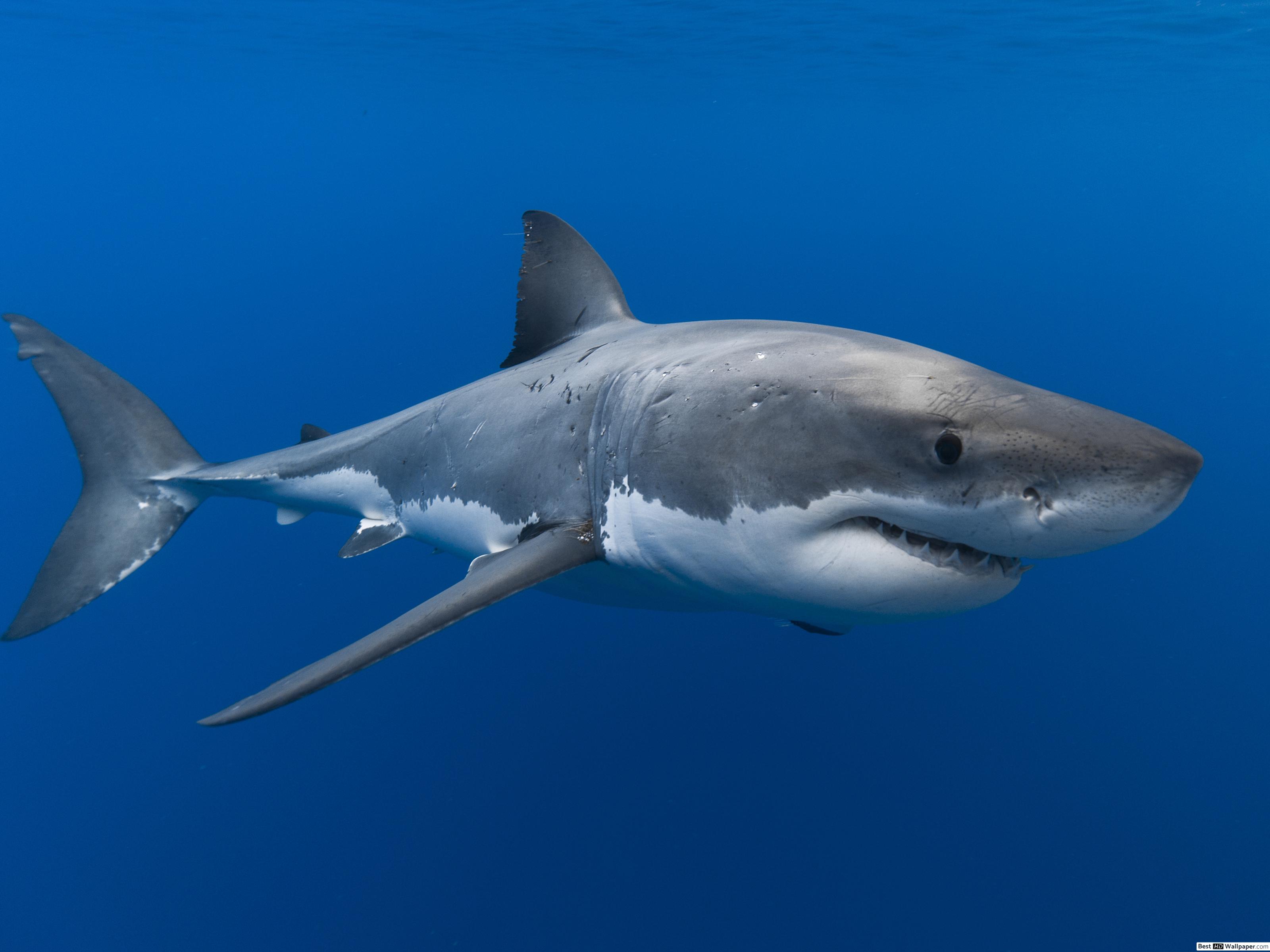 Great White Shark 4k , HD Wallpaper & Backgrounds