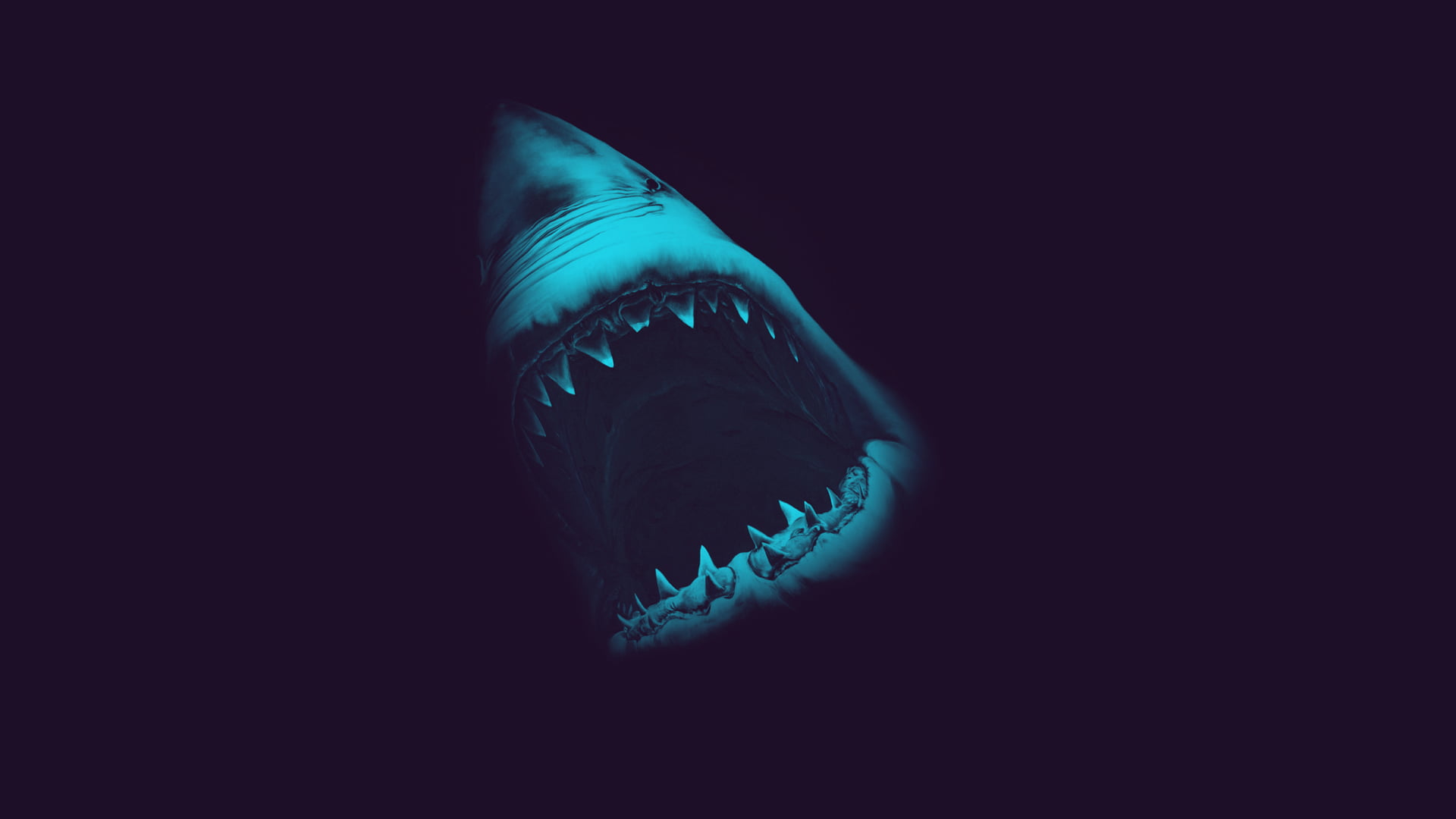 White Shark , HD Wallpaper & Backgrounds