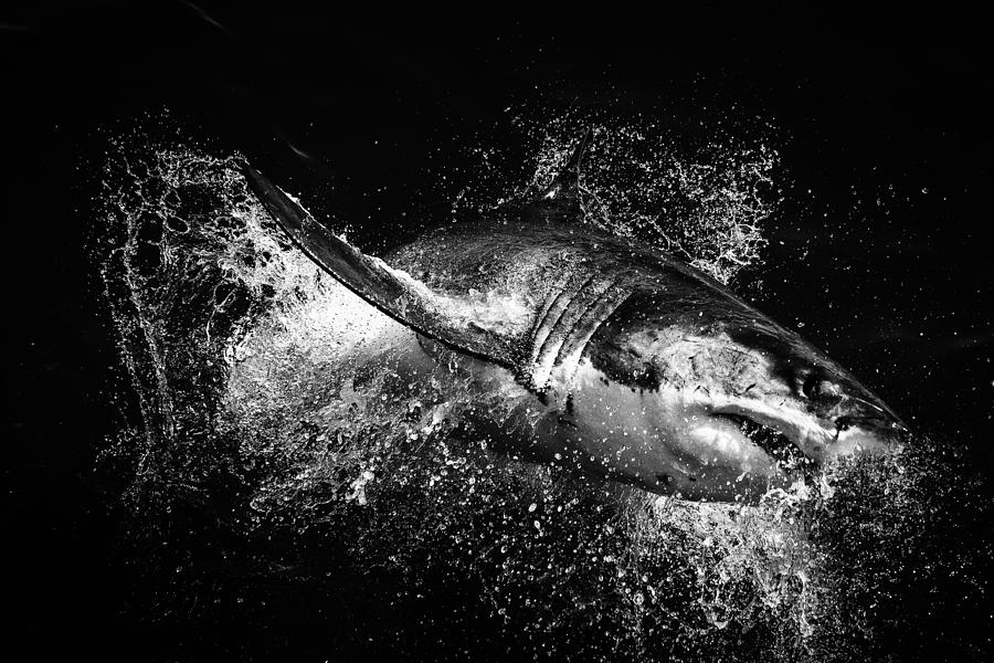 Shark Black And White Black And White Images Of Sharks - Sharks , HD Wallpaper & Backgrounds