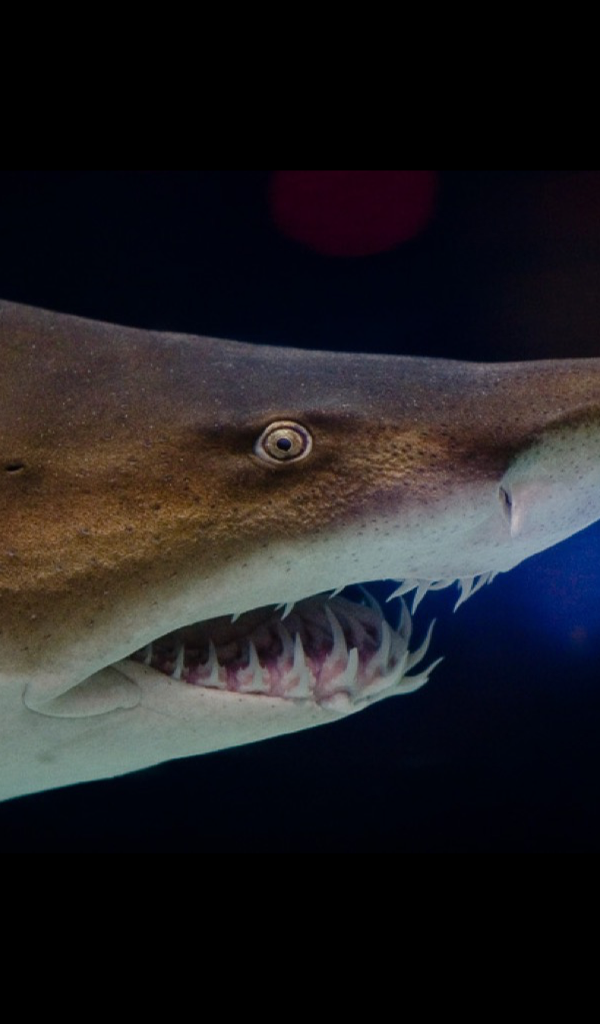 Grey Nurse Shark Mouth , HD Wallpaper & Backgrounds