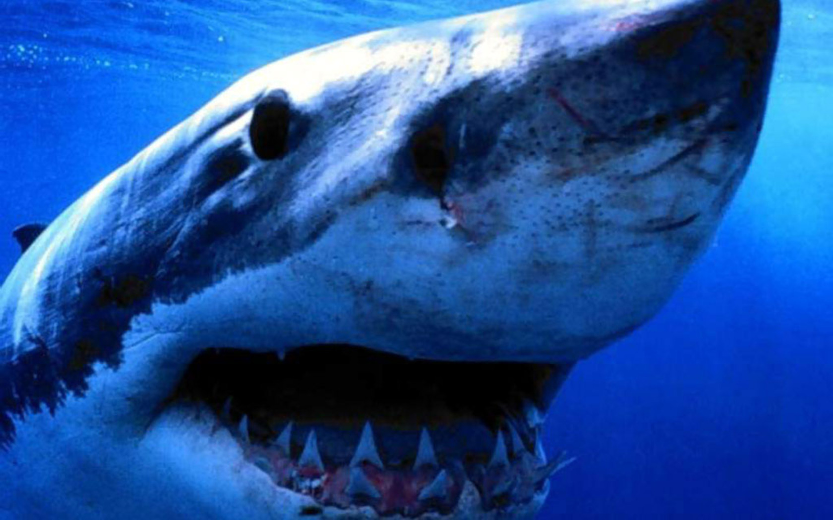 Shark Wallpaper - Jaws Dun Dun Meme , HD Wallpaper & Backgrounds