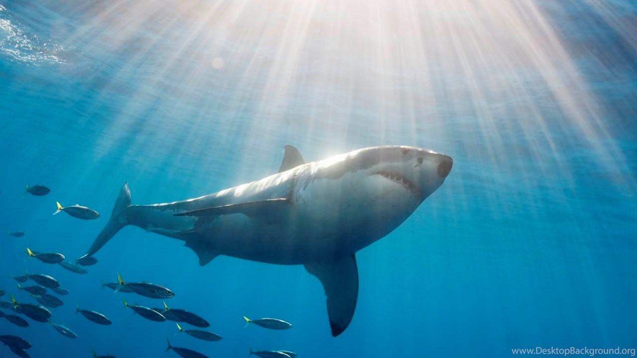 Download The Great White Shark Wallpaper, Great White - Great White Shark , HD Wallpaper & Backgrounds