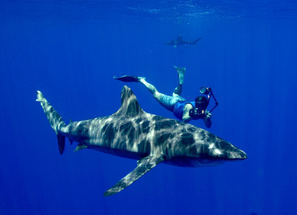 Scuba Diving Diver Ocean Sea Underwater Shark Wallpaper - Oceanic White Tip Shark , HD Wallpaper & Backgrounds