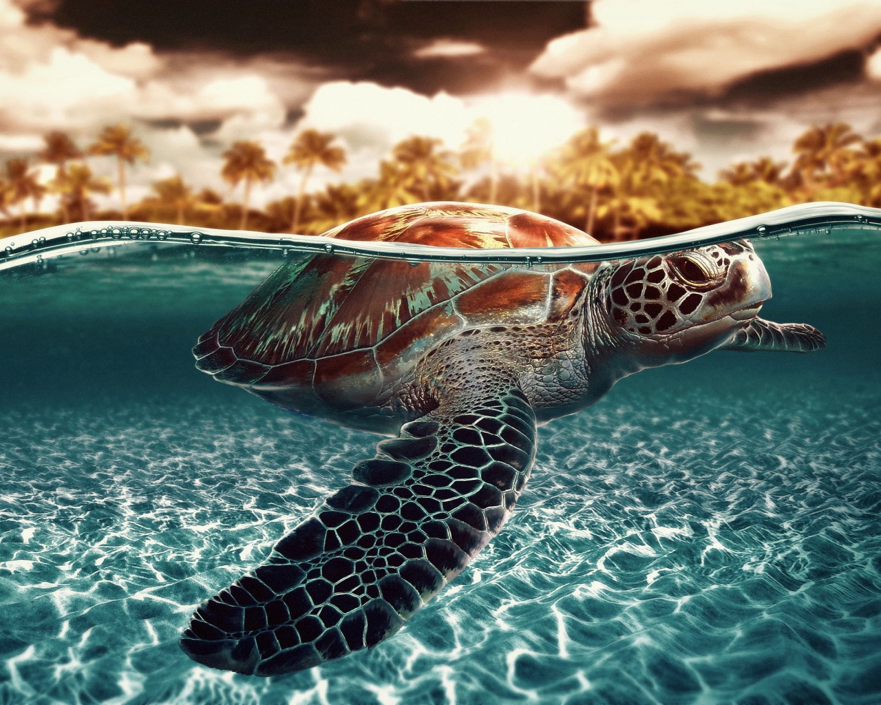 Sea Turtle Wallpaper Phone , HD Wallpaper & Backgrounds