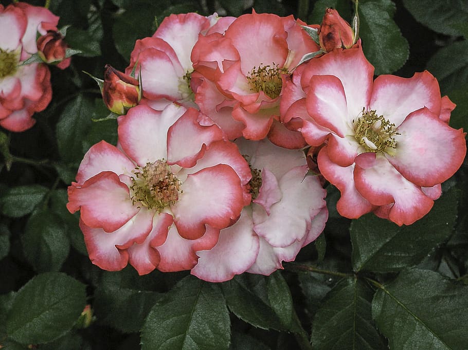 Rose, Pink, White, Petal, Floral, Blossom, Garden, - Flower , HD Wallpaper & Backgrounds