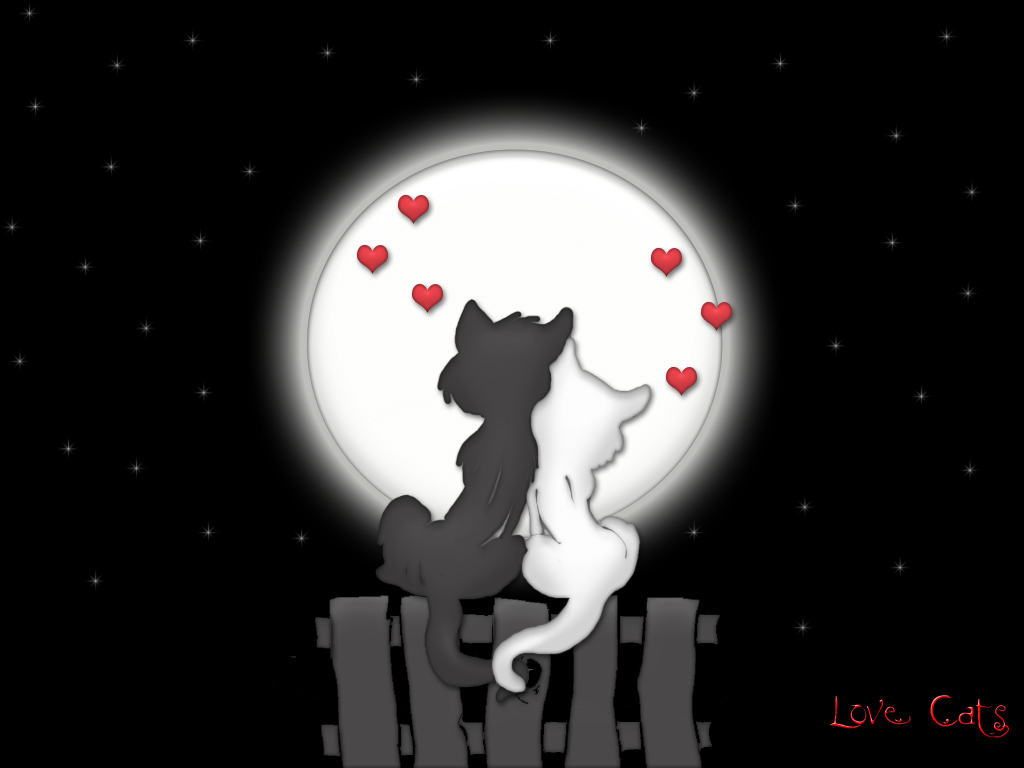 Amor - Love Cat Couple , HD Wallpaper & Backgrounds