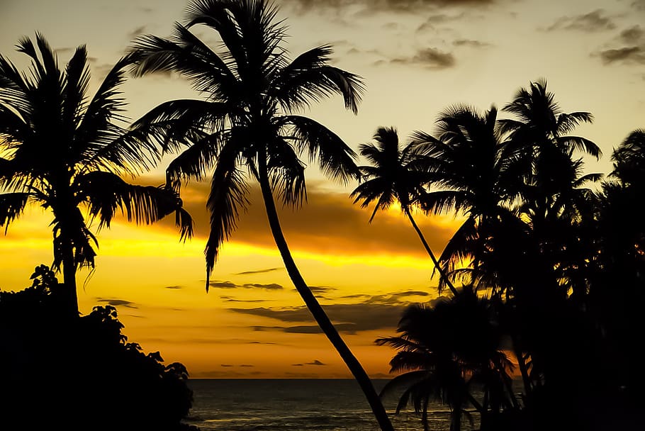 Sunsets, Beach, Puerto Rico, Silhouette, Sky, Palm - Sunset , HD Wallpaper & Backgrounds