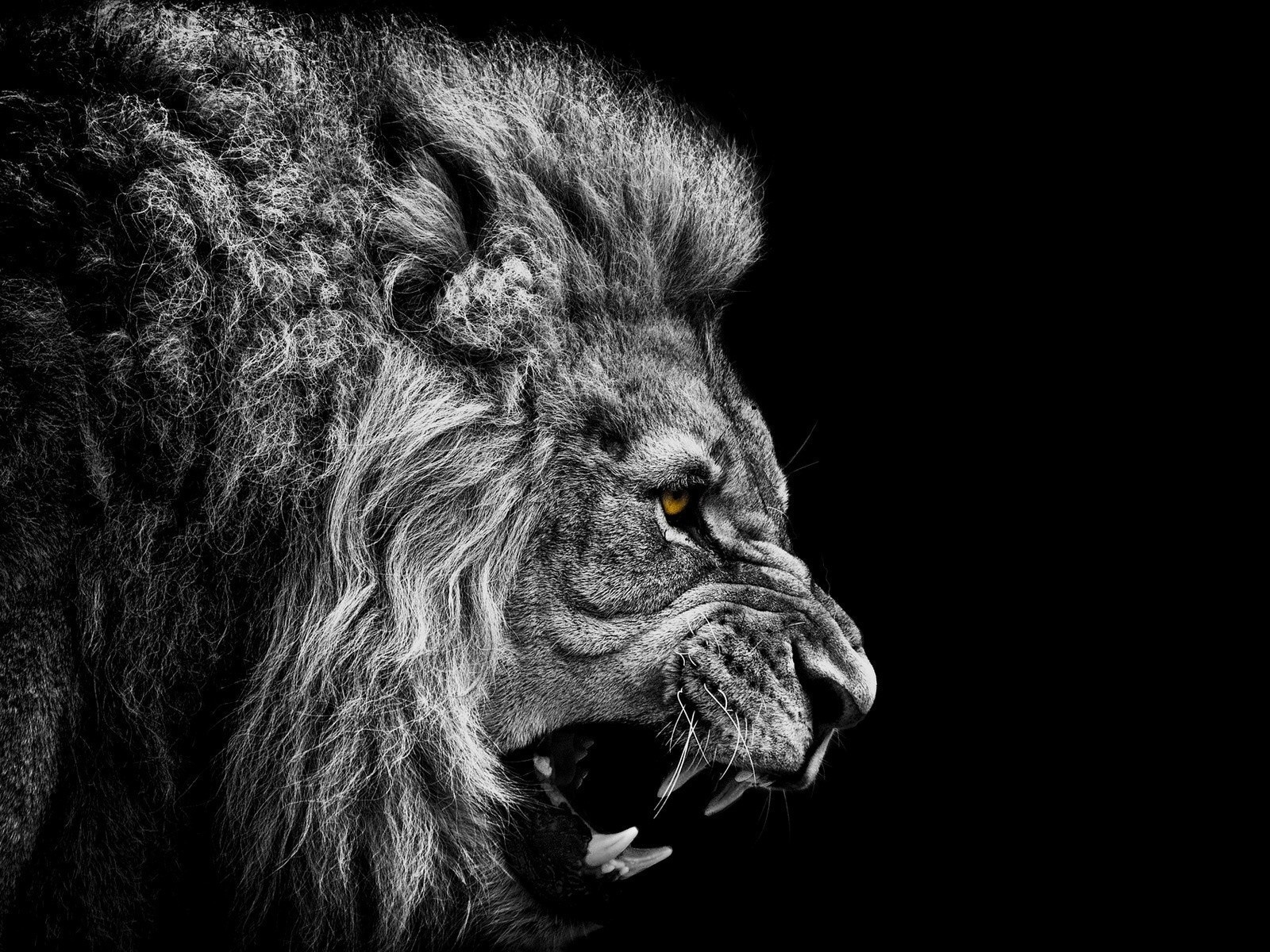 Lion Roaring Black And White , HD Wallpaper & Backgrounds