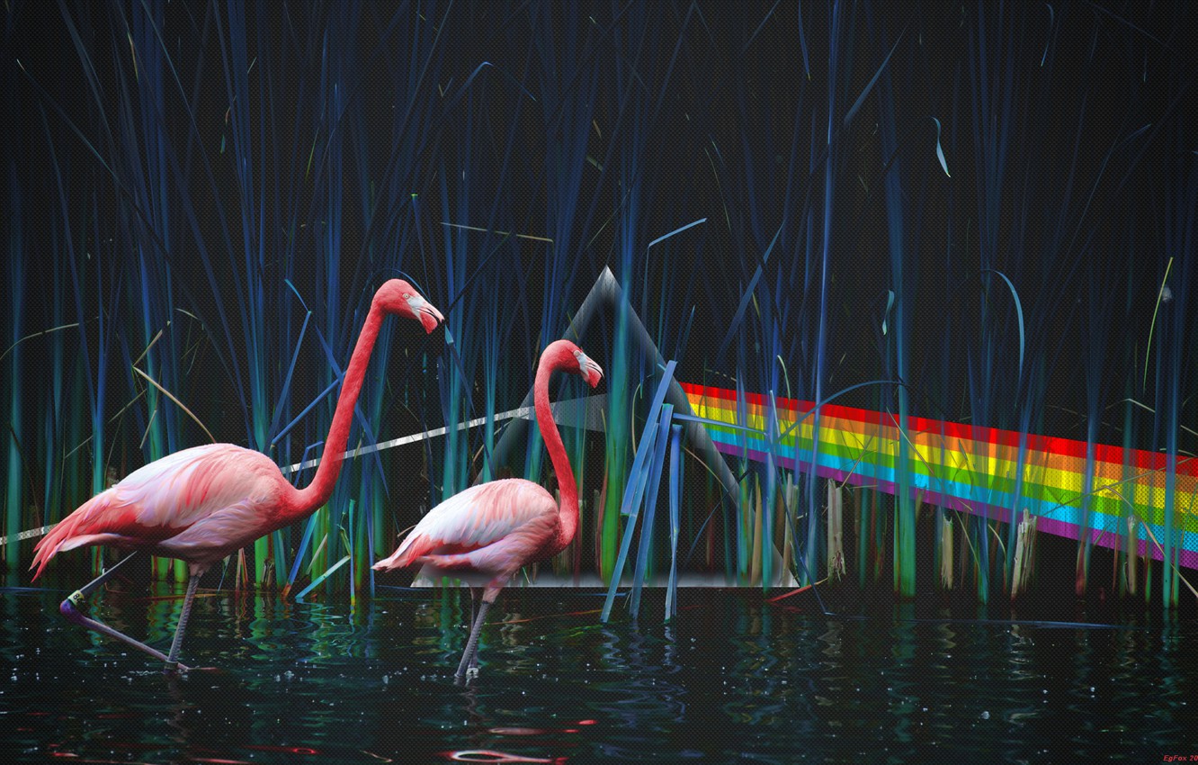 Photo Wallpaper Pond, Pink Floyd, Flamingo, Dark Side - Pink Flamingo High Resolution , HD Wallpaper & Backgrounds