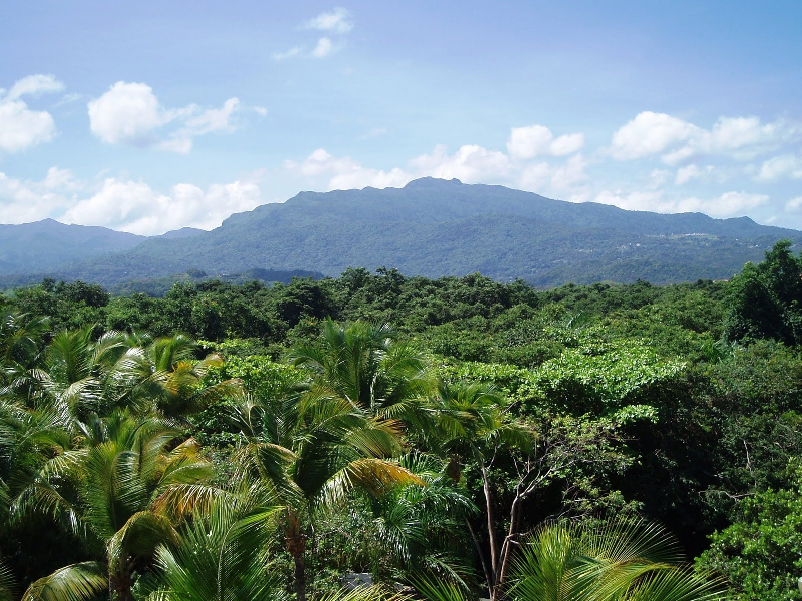 Puerto Rico Tropical Rainforest , HD Wallpaper & Backgrounds