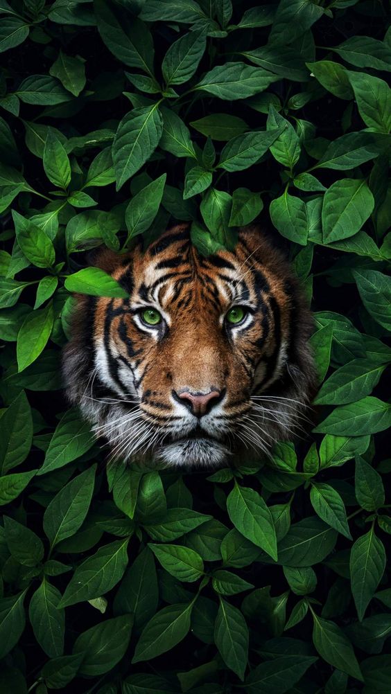 Iphone Wallpaper Full Hd Tiger , HD Wallpaper & Backgrounds