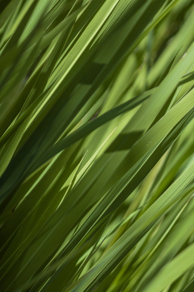 Texture, Grass, Green, Nature - Nature Texture Photography Grass , HD Wallpaper & Backgrounds