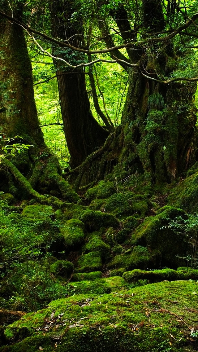 Green Forest - High Resolution Jungle Backgrounds , HD Wallpaper & Backgrounds