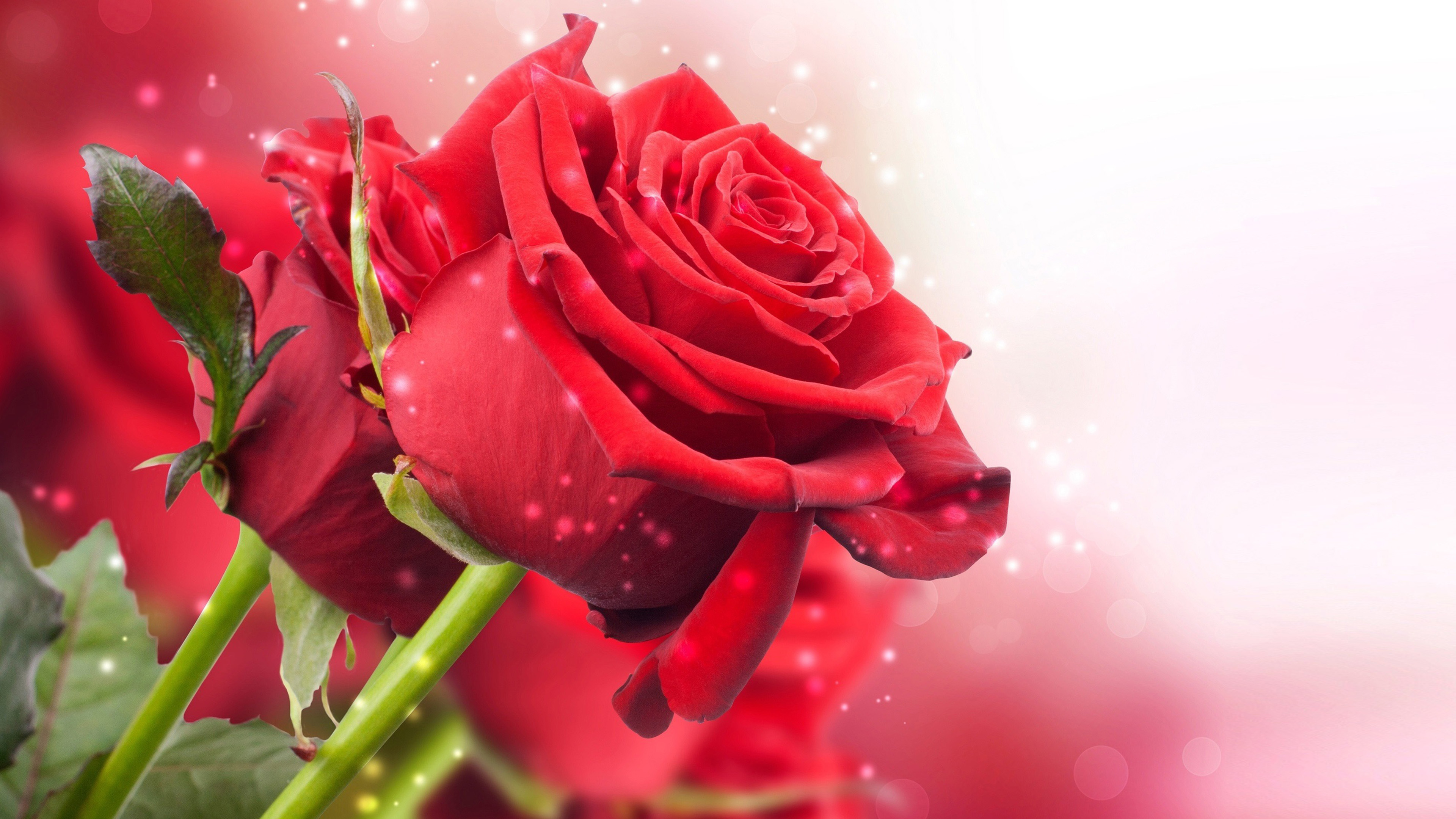 Best Wallpaper Rose Flower , HD Wallpaper & Backgrounds
