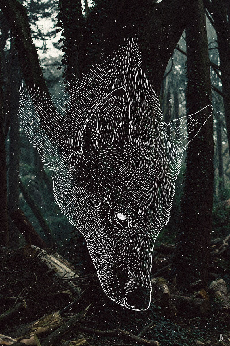 Wallpapers, Lobo, Fondos And Ilustracion - Wolf Forest , HD Wallpaper & Backgrounds