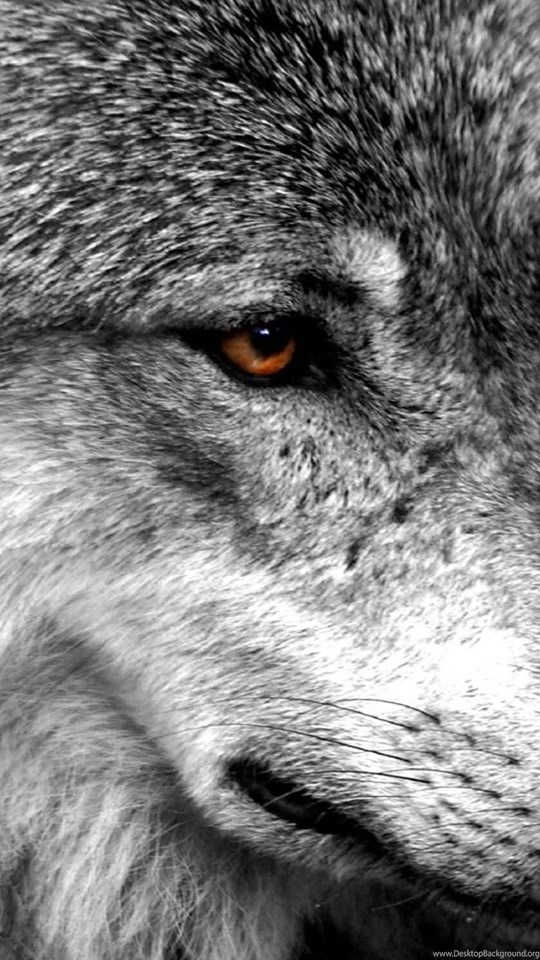 Fondos De Pantalla Lobo - Fondo De Pantalla Lobo , HD Wallpaper & Backgrounds