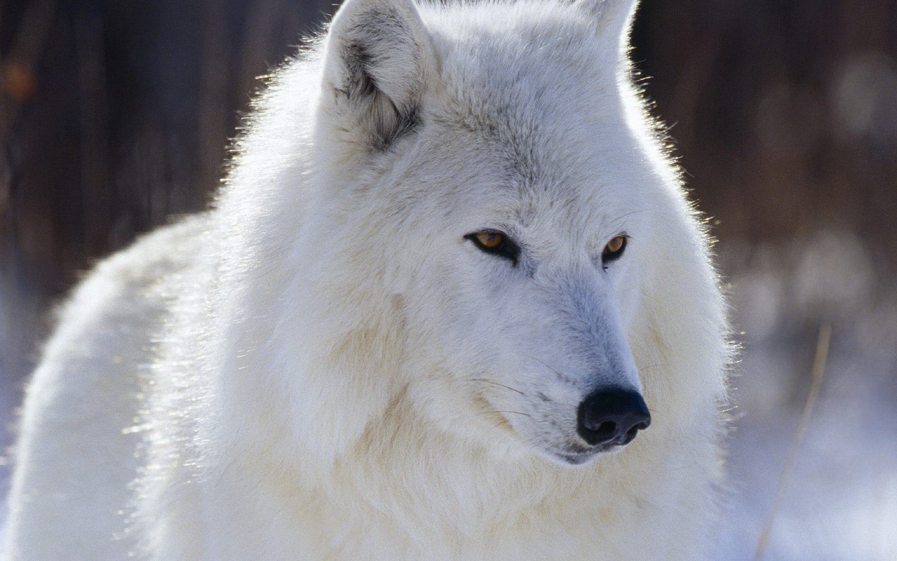 Lobo Artico Blanco Animales - Arctic Wolves , HD Wallpaper & Backgrounds