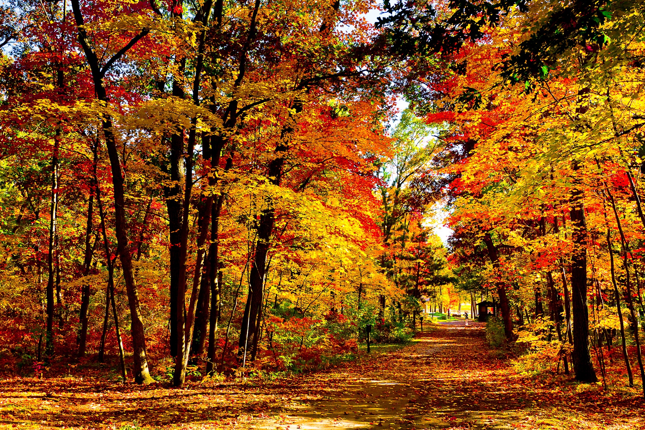 Wallpaper Usa, Wisconsin, Wood, Autumn, Trees, Leaf - Beautiful Wallpapers Of Forest , HD Wallpaper & Backgrounds